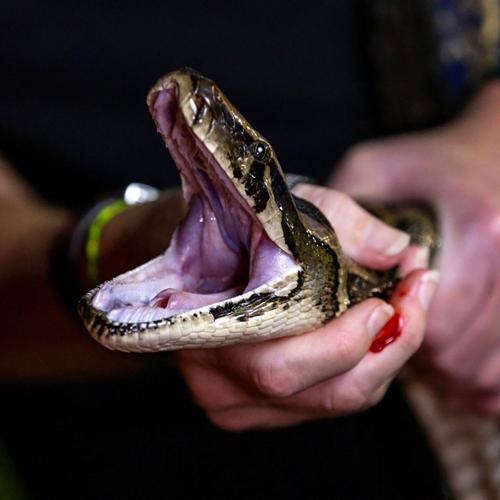 Python Huntress Amy Siewe holds an invasive 10- foot Burmese Python during a hunting trip down Tamiami Trail on Sept. 5, 2024, in Miami.