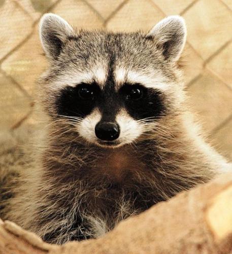 Feeding wildlife too risky  