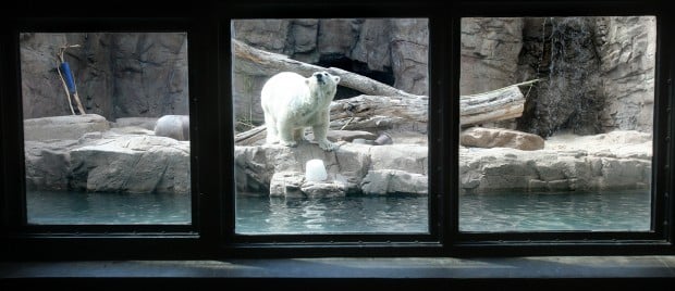 Snow, Tucson zoo's polar bear, found dead