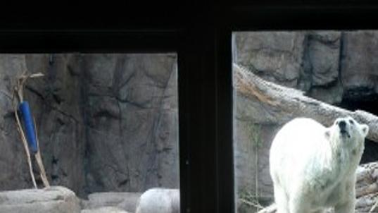 Snow Tucson Zoo S Polar Bear Found Dead Local News Tucson Com