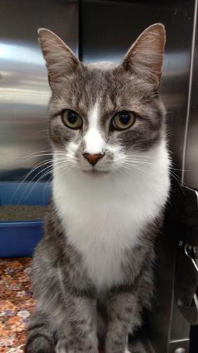 Adopt a friend: Bobby Lee