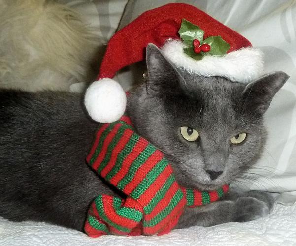 Adopt A Friend: Cutie