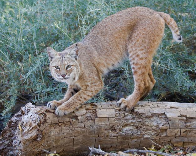 Bobcats in Tucson, 2023