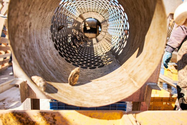 Cherrystone Aqua-Farms