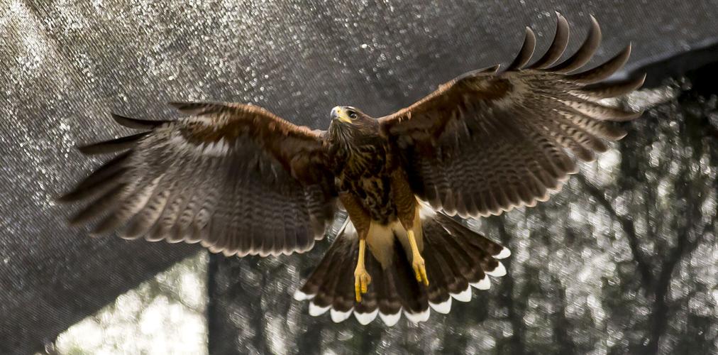 Tucson Wildlife Center