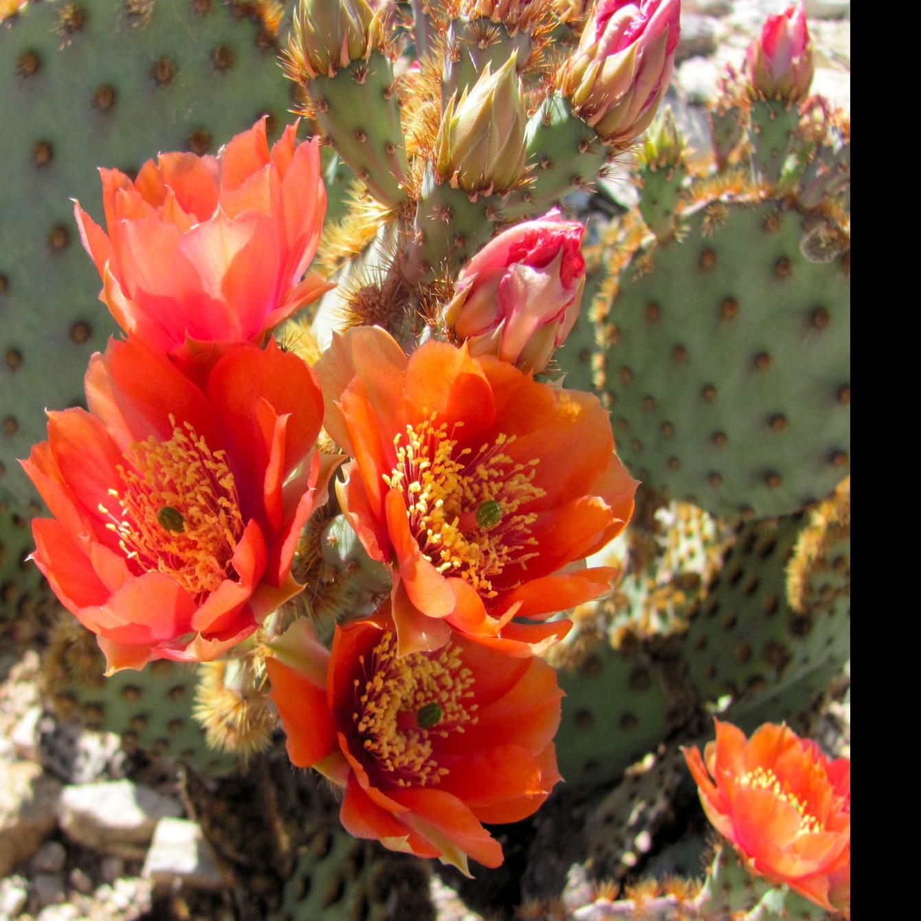 7 Amazing Cacti You Ll Find In Tucson 5 Best Tucson Com