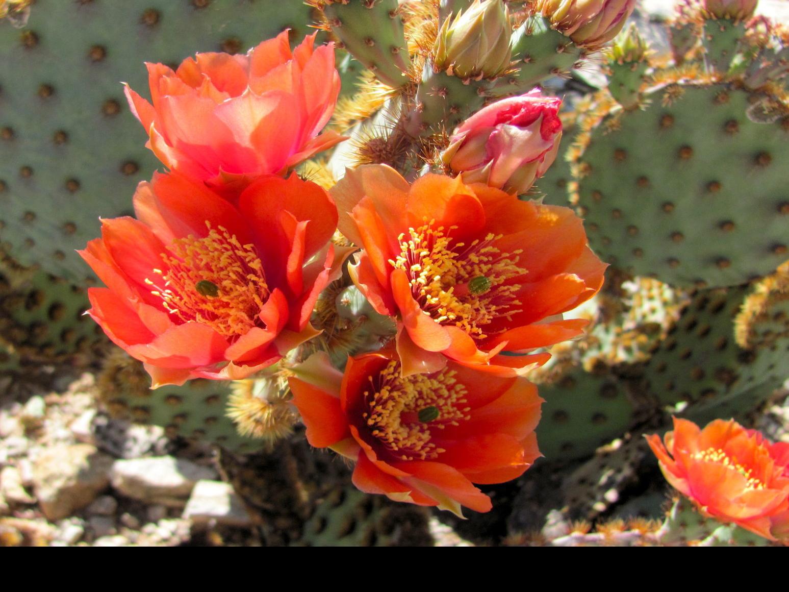 7 Amazing Cacti You Ll Find In Tucson Tucson Life Tucson Com