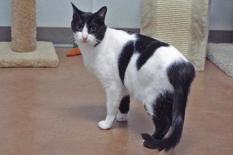 Adopt a friend: Sammie