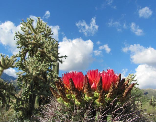 Barrel cactus in bloom