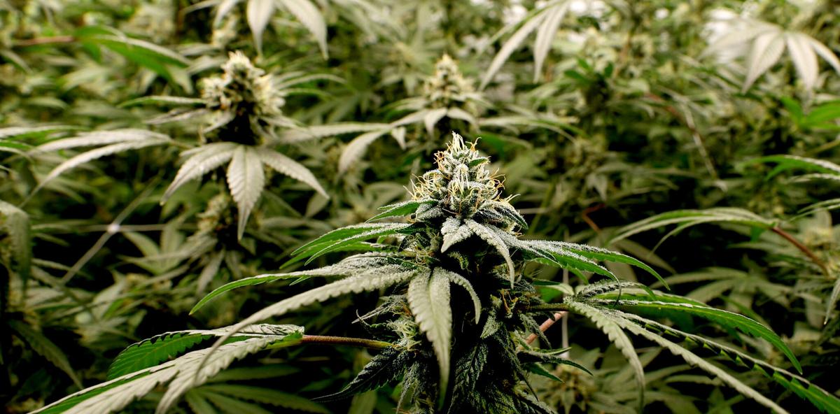 110124-tuc-metro-dispensaries-preschools