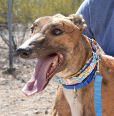 Adopt A Friend: Lola