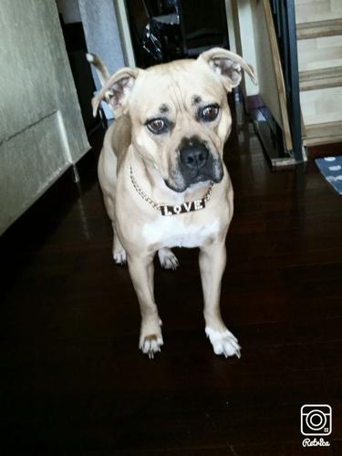 Happy National Dog Day!