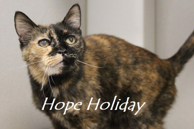 Adopt a friend: Hope Holiday
