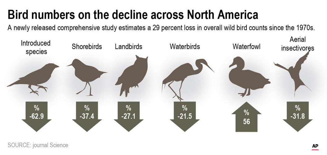 BILLIONS FEWER BIRDS