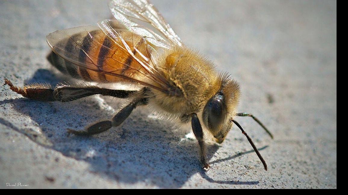 Killer bees can be dangerous for people, pets