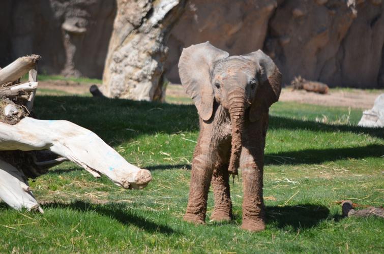 Baby elephant