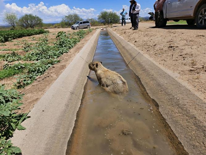Capybara in the canal it was found in