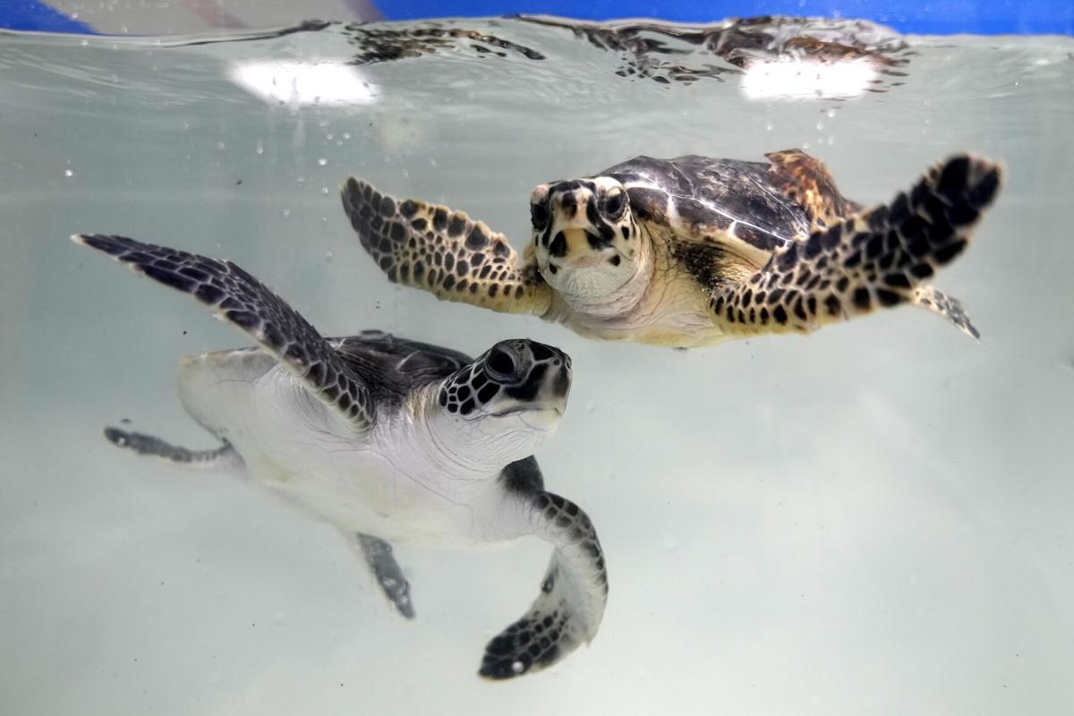 13 cold, stunned sea turtles from New England given holiday names