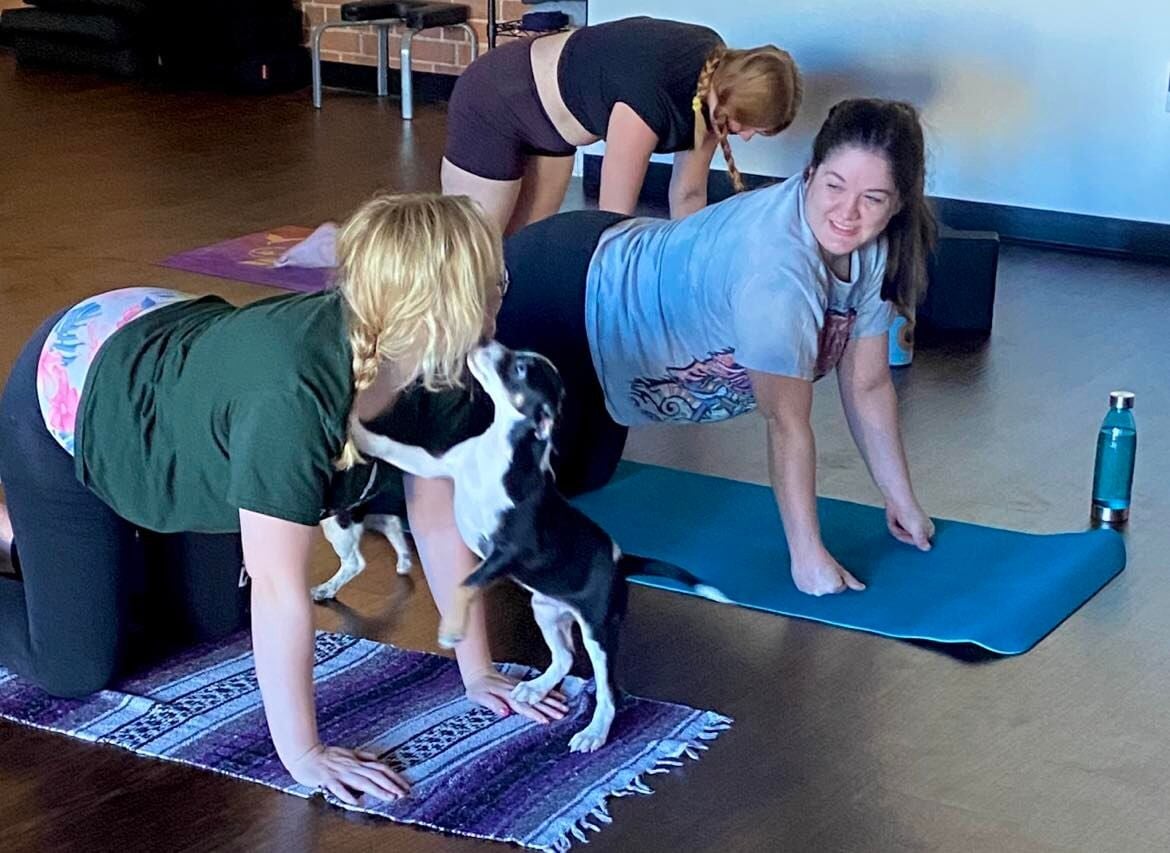 Pathway for Paws - Puppy Yoga 1