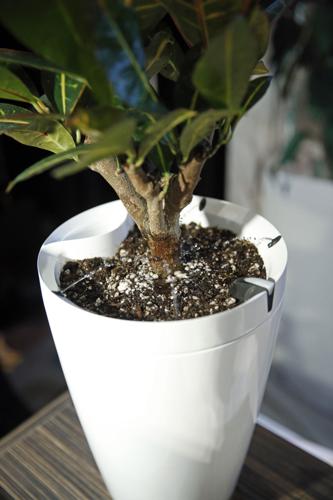 Bugs may be in potted plants