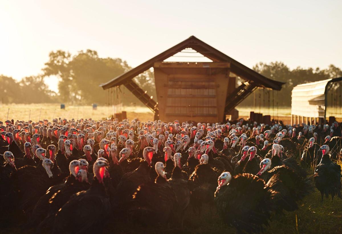 Why pasture-raised turkeys are getting so much attention this Thanksgiving