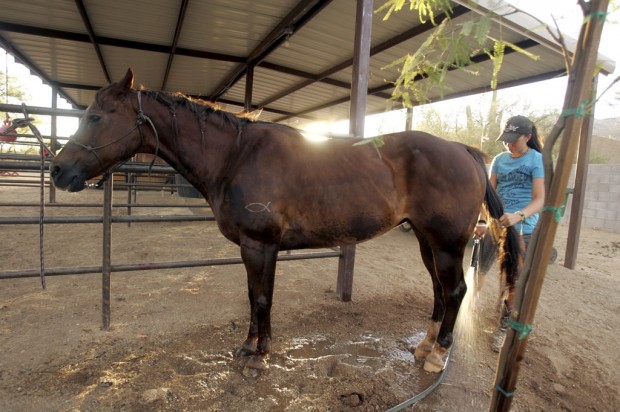 No horsing around for this teen   