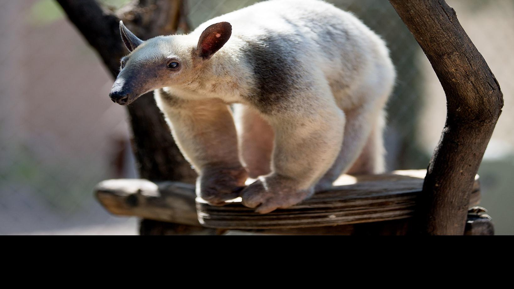 While the elephants get all the love, Reid Park's anteaters keep on  carrying on