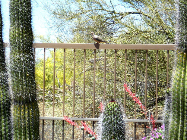 Mourning doves are taking over the neighborhood    