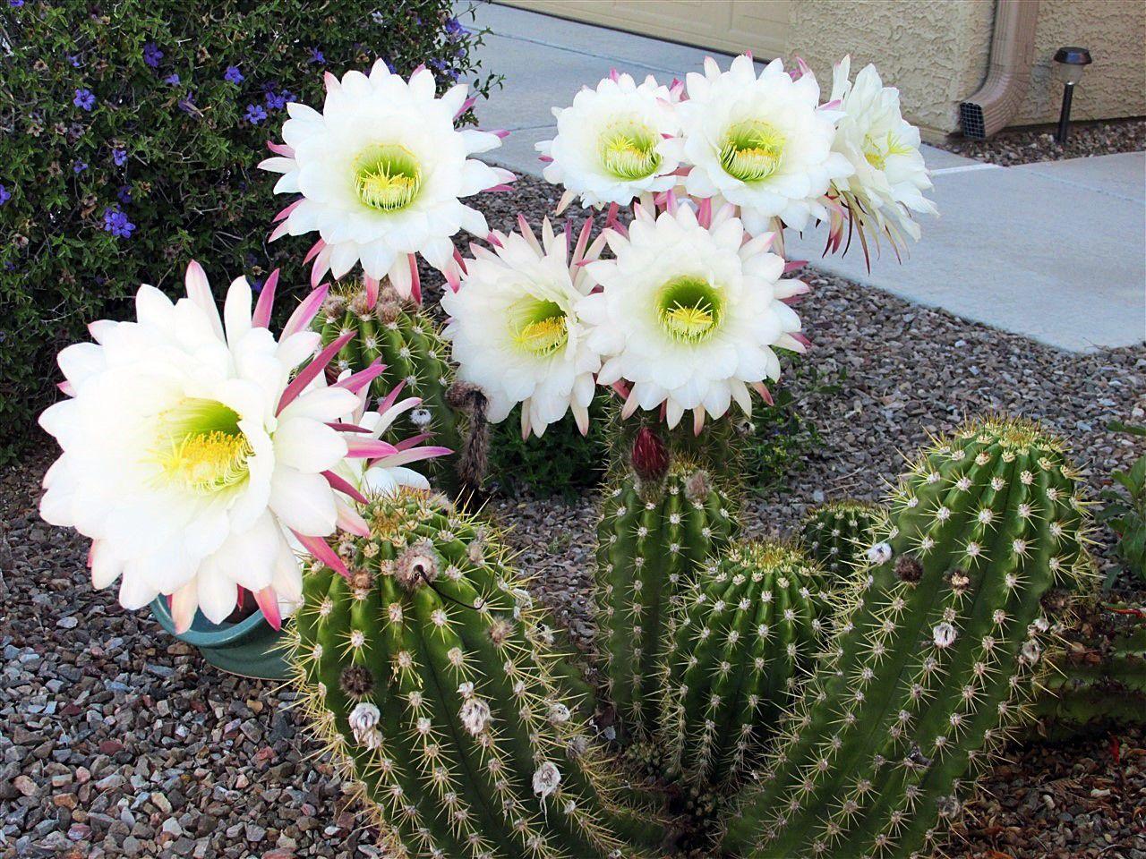 These photos of cactus blooms will make you fall in love with Tucson