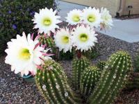 Cactus is blooming