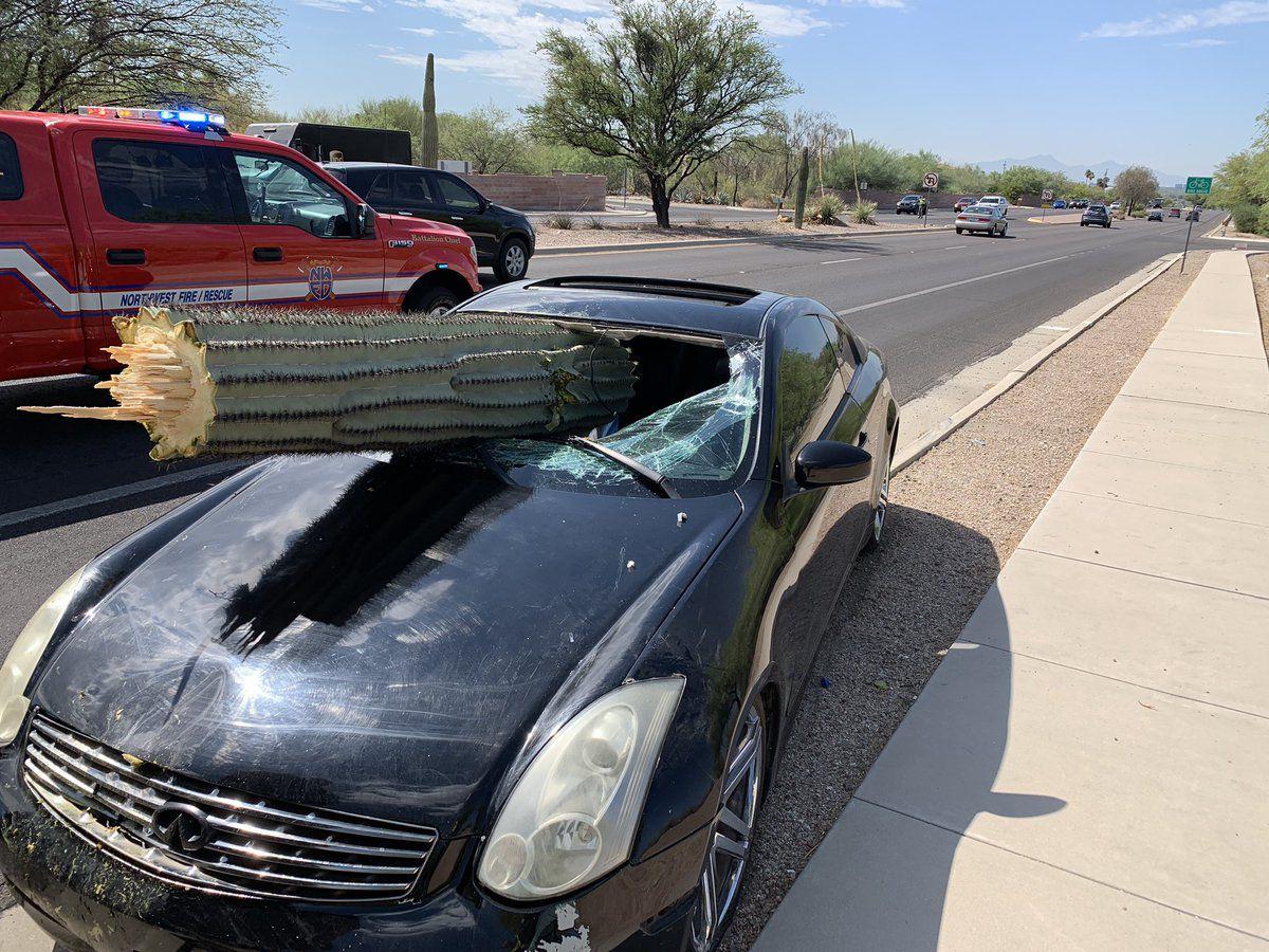 Cactus in windshield