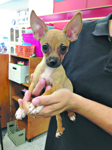 Pets available for adoption