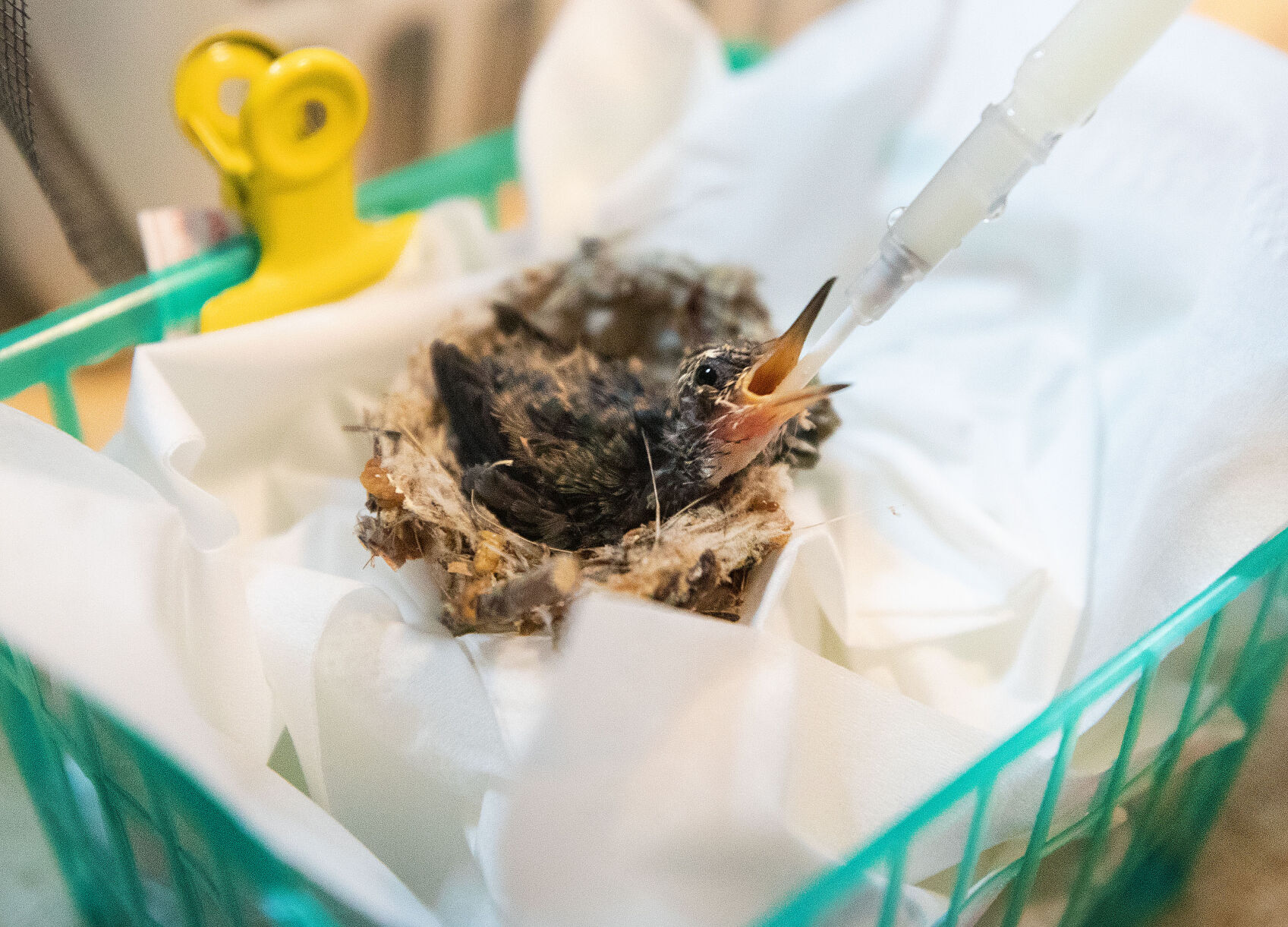 Baby season is busy season for hummingbird rescuers