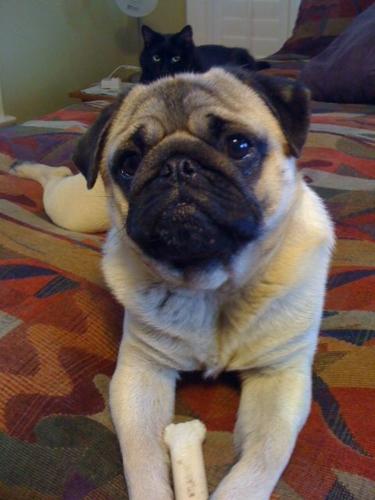 Happy National Dog Day!