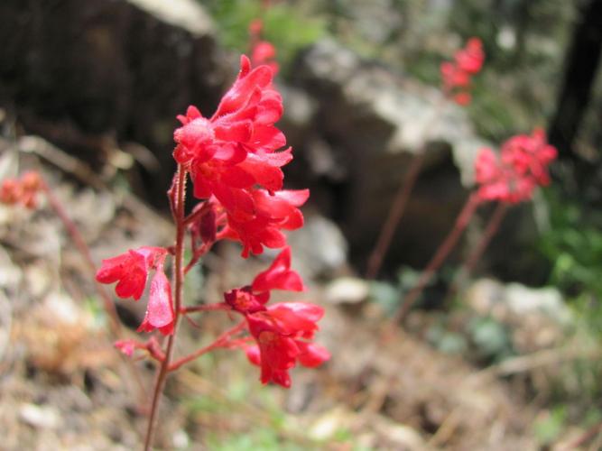 Green Mountain trail