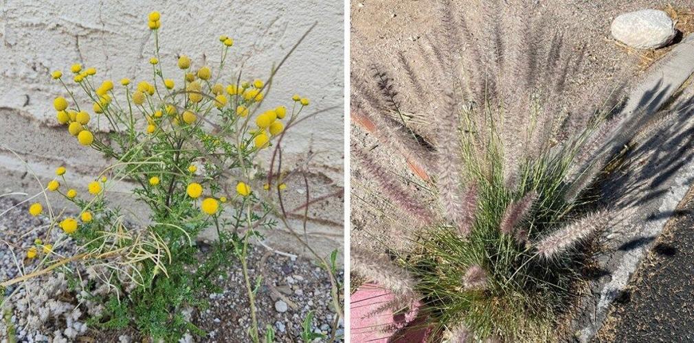 Give Weeds a Second Glance!