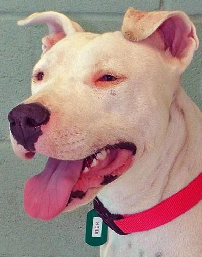 Adopt a Friend: Heidi