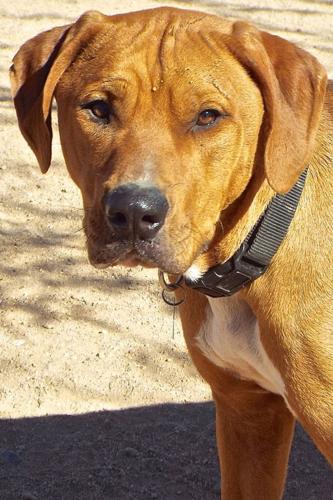 Adopt A Friend: Tucker