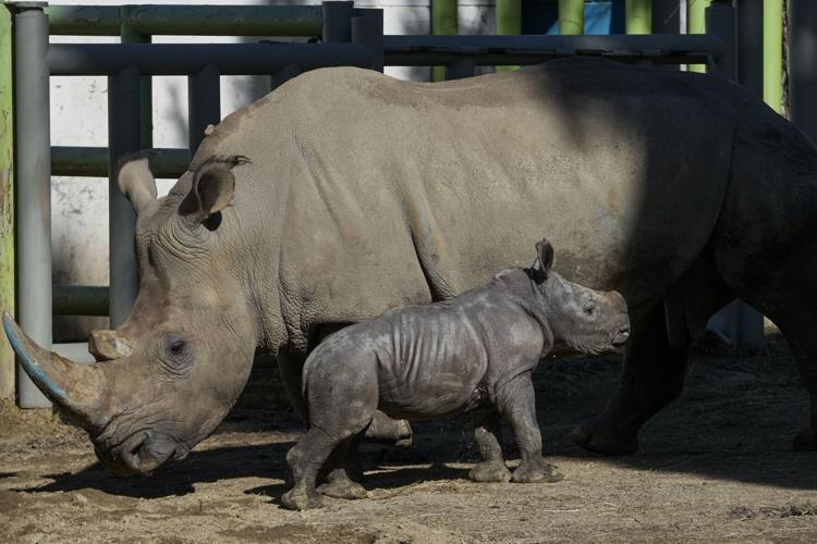 Chile Zoo White Rhino