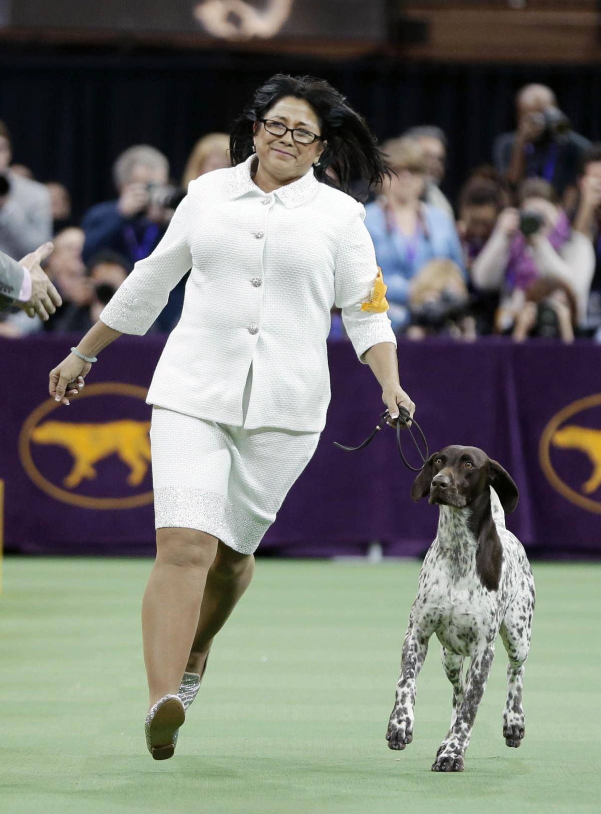 Westminster Dog Show Bbc Westminster Dog Show Bbc