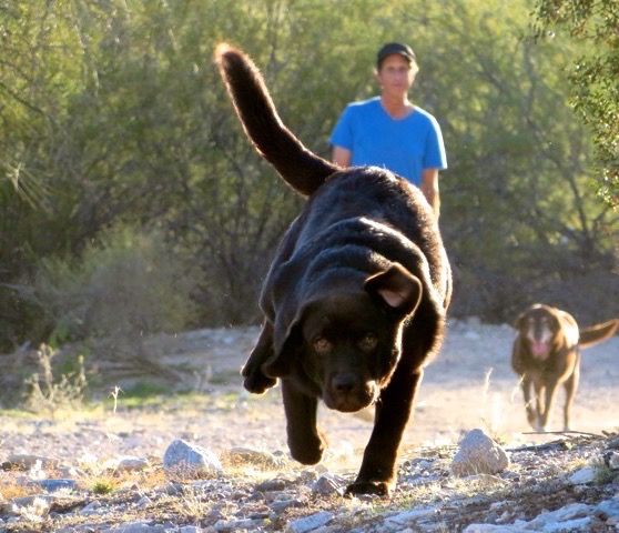 Happy National Dog Day!