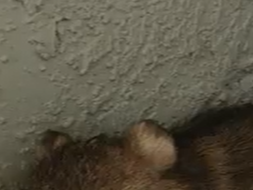 2 Javelina Babies Rescued From Tucson Home S Porch Reunited With Mom Local News Tucson Com