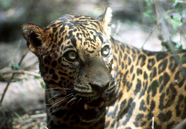 There's plenty to learn about Sky Island cats   