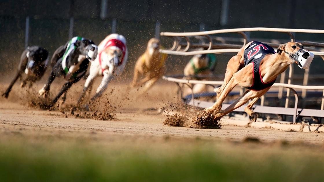 Greyhound racing nearing its end in the US after long slide