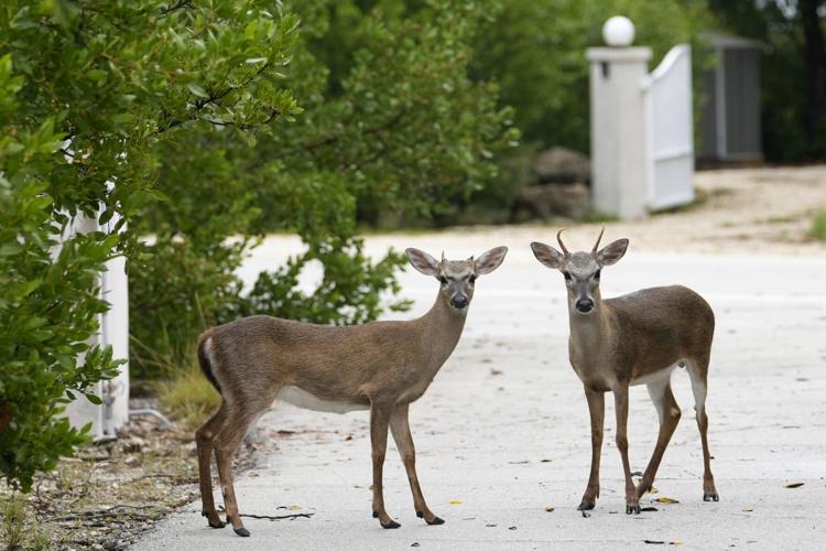 Climate Florida Key Deer