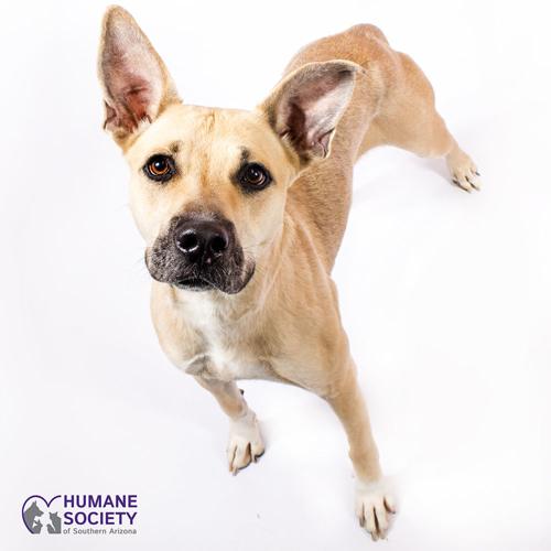 Adopt a friend: Liberty