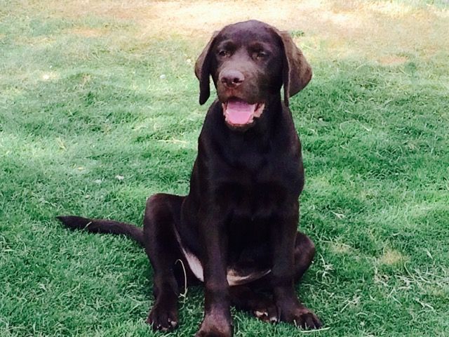 Happy National Dog Day!