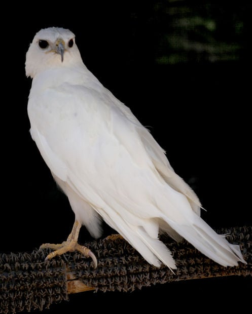 Tucson Wildlife Center