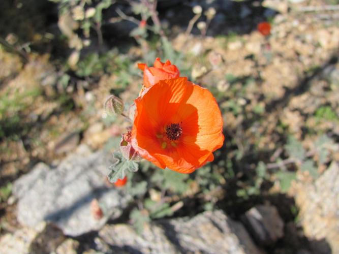 January wildflower blooms