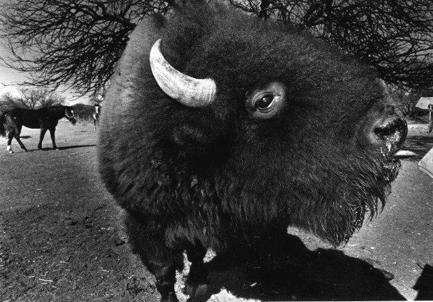 Tucson Animial Tails: Baker Buffalo Ranch